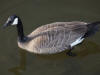 08May: Cackling Goose, Potter Marsh, AK