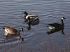 08May: Mallard & Cackling Goose, Potter Marsh, AK