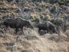 08May: Moose, Potter Marsh, AK