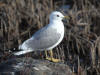 08May: Mew Gull, Potter Marsh, AK