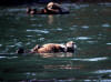 09May: Sea Otter, 60-foot Rock, Kachemak Bay, AK