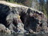 09May: Cert from tropical seas, Cohen Island, Kachemak Bay, AK