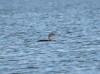 09May: Yellow-billed Loon, Kachemak Bay, AK
