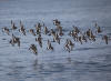 09May: Surfbird, Gull Island, Kachemak Bay, AK