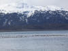 09May: Common Murre, near Gull Island, Kachemak Bay, AK