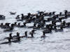 09May: Common Murre, near Gull Island, Kachemak Bay, AK