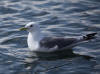 09May: Black-legged Kittiwake, Gull Island, Kachemak Bay, AK