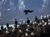 09May: Pelagic Cormorant & Black-legged Kittiwake, Gull Island, AK