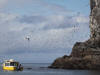 09May: Black-legged Kittiwake, Gull Island, Kachemak Bay, AK