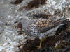 09May: Surfbird, Homer Spit, AK