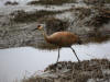 09May: Sandhill Crane, Beluga Flats, Homer, AK
