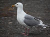 09May: Glaucous-winged Gull, Homer Spit, AK