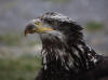 09May: Bald Eagle, Homer Spit, AK