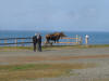 09May: Moose in campground, Homer, AK