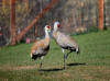 10May: Sandhill Cranes in Homer front yard, AK
