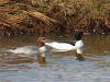 10May: Common Merganser, Beluga Flats, Homer, AK