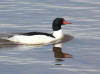 10May: Common Merganser, Beluga Flats, Homer, AK