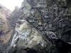 11May: 1000s of Black-legged Kittiwakes, Barren Islands, AK