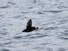11May: Tufted Puffin, Barren Islands, AK