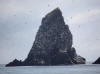 11May: 1000s of Black-legged Kittiwakes, Barren Islands, AK