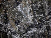 11May: 1000s of Black-legged Kittiwakes, Barren Islands, AK