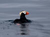11May: Tufted Puffin, Barren Islands, AK