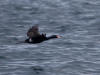 11May: Red-faced Cormorant, Barren Islands, AK