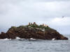 11May: Steller's Sea Lion, Barren Islands, AK