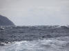 11May: Sooty Shearwater, Cook Inlet, AK