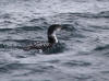 11May: Common Loon, Cook Inlet, AK