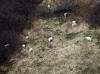 11May: Mountain Goat, Dog Fish Bay, Kenai Peninsula, AK