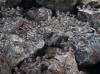 12May: Surfbird, Black Turnstone, Dunlin & Western Sandpiper, Homer Spit Harbor, AK