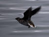 12May: Kittlitz's Murrellet, Kachemak Bay, AK