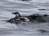 12May: Common Murre, Upper Kachemak Bay, AK