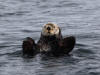 12May: Sea Otter, Upper Kachemak Bay, AK
