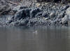 12May: Yellow-billed Loon, Bear Cove, Upper Kachemak Bay, AK