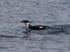 12May: Marbled Murrelet, Kachemak Bay, AK