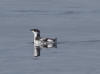 12May: Marbled Murrelet, Kachemak Bay, AK