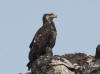 12May: Bald Eagle, Gull Island, Kachemak Bay, AK