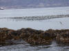 12May: Surfbird & Common Murre, Gull Island, Kachemak Bay, AK