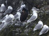 12May: Red-faced Cormorant, Gull Island, Kachemak Bay, AK