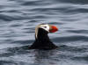 12May: Tufted Puffin, Gull Island, Kachemak Bay, AK