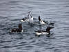 12May: Common Murre, Gull Island, Kachemak Bay, AK