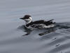 12May: Common Murre, Gull Island, Kachemak Bay, AK