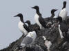 12May: Common Murre, Gull Island, Kachemak Bay, AK