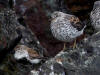 13May: Dunlin & Surfbird, Homer Spit harbor, AK