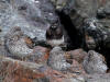 13May: Black Turnstone & Surfbird, Homer Spit harbor, AK