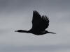 13May: Pelagic Cormmorant, Kachemak Bay, AK