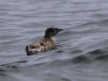 13May: Kittlitz's Murrelet, Kachemak Bay, AK