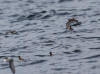 13May: Red-necked Phalarope, Kachemak Bay, AK